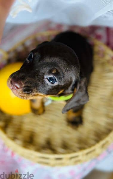 Imported dachshund Male From Russia rabbit size 10