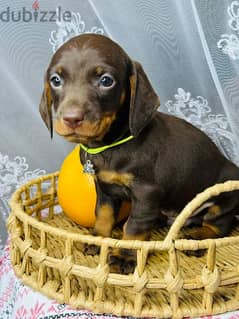 Imported dachshund Male From Russia rabbit size