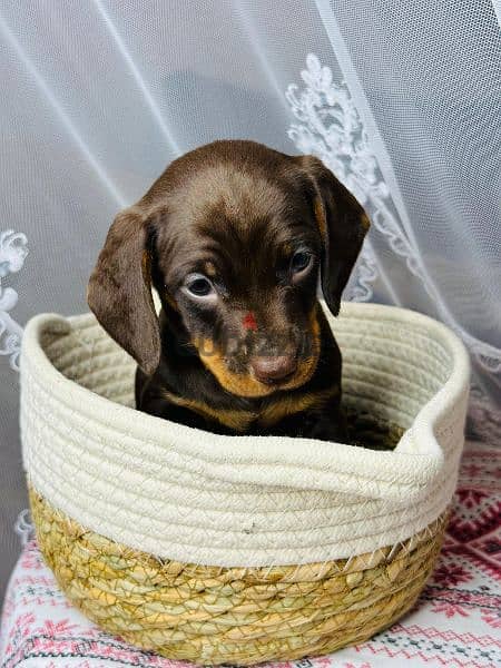 Imported dachshund Male From Russia rabbit size 11