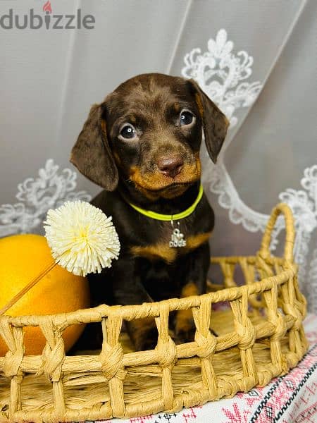 Imported dachshund Male From Russia rabbit size 12