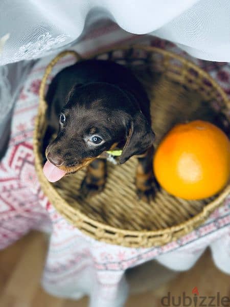 Imported dachshund Male From Russia rabbit size 13