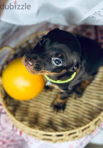 Imported dachshund Male From Russia rabbit size 14