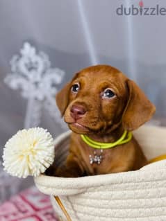 Dachshund Male from Russia rabbit size