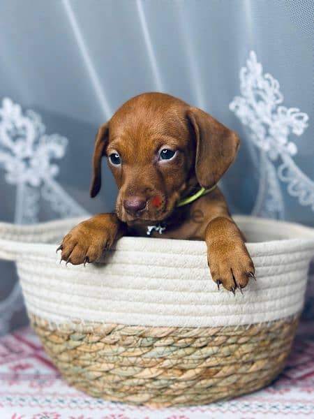 Dachshund Male from Russia rabbit size 1