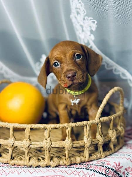 Dachshund Male from Russia rabbit size 4