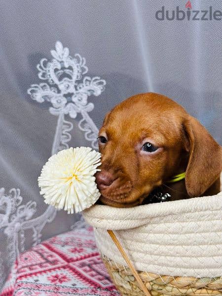 Dachshund Male from Russia rabbit size 6