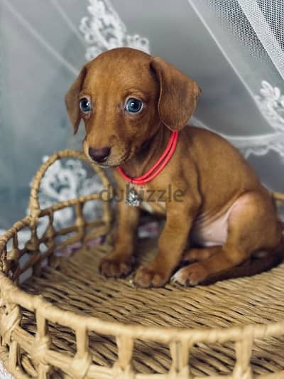 Imported dachshund female puppy from Russia