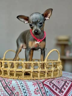 Imported the Russian toy terrier female