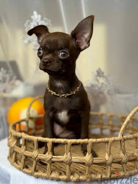 Imported Chihuahua puppies From Russia females 1