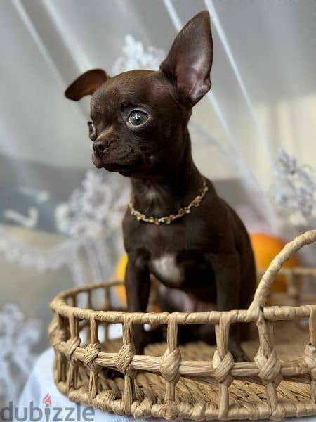 Imported Chihuahua puppies From Russia females 2