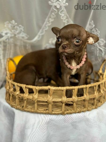 Imported Chihuahua puppies From Russia females 4