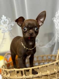 Imported Chihuahua puppies From Russia females