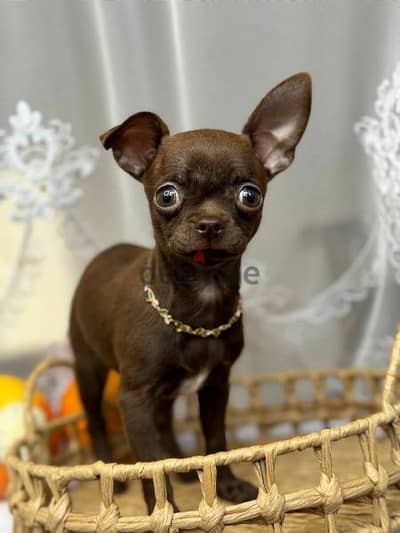 Imported Chihuahua puppies From Russia females