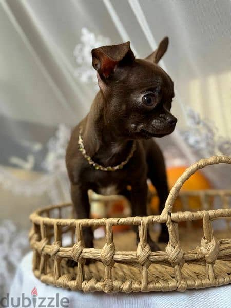 Imported Chihuahua puppies From Russia females 7