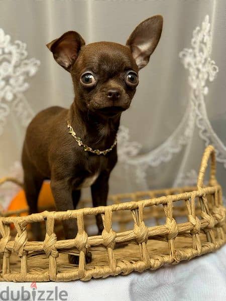 Imported Chihuahua puppies From Russia females 8