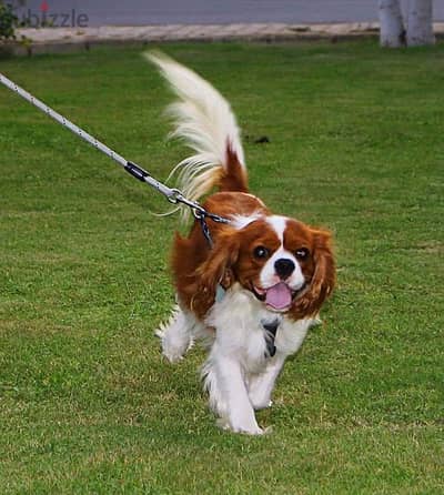 cavalier king Charles