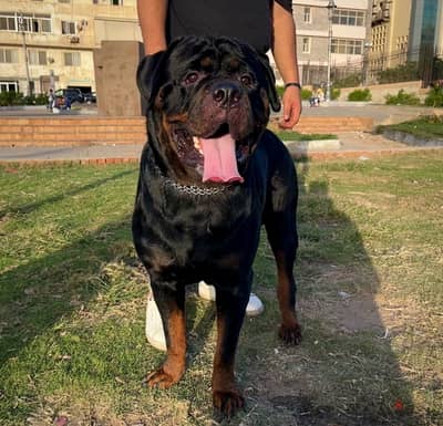 Simba For mating Rottweiler روت وايلر للتزاوج بمقابل مادي