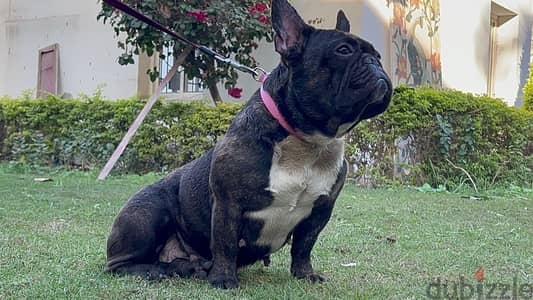 female French bulldog 2 years