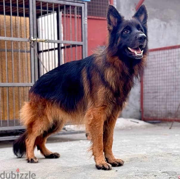 male german 2 years 0