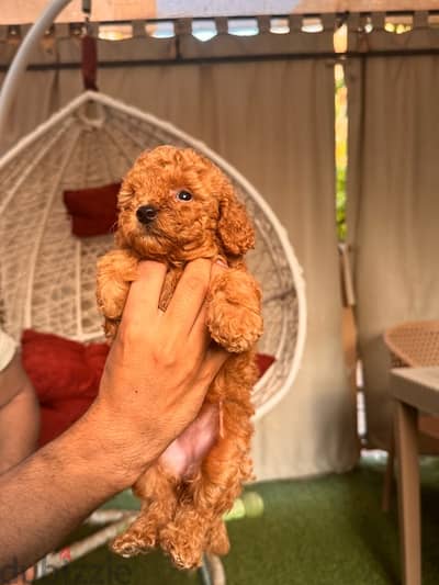 female teacup toy poodle