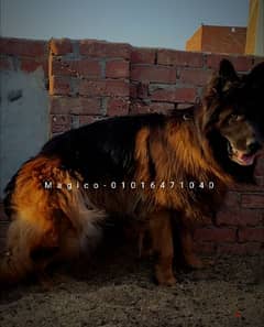 German Shepherd Male ذكر جيرمن شيبرد 0