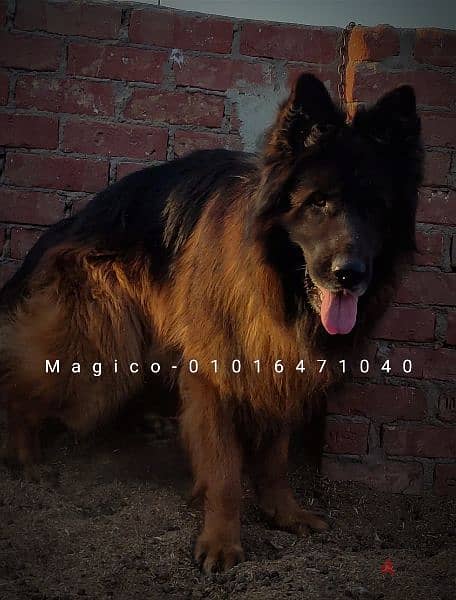 German Shepherd Male ذكر جيرمن شيبرد 1