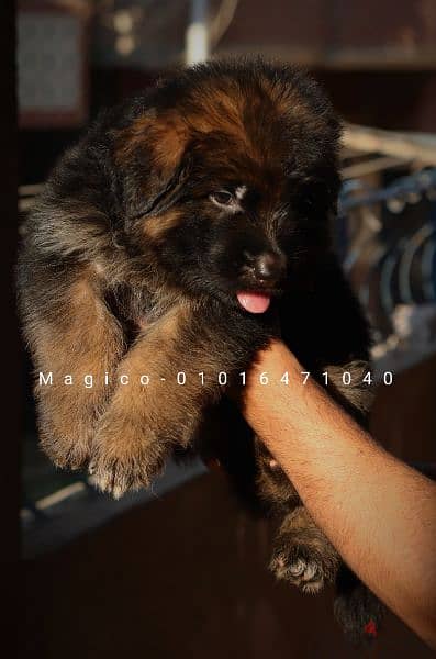 German Shepherd Male ذكر جيرمن شيبرد 2