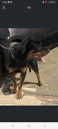 male Rottweiler for sale دكر روت ١١ شهر للبيع