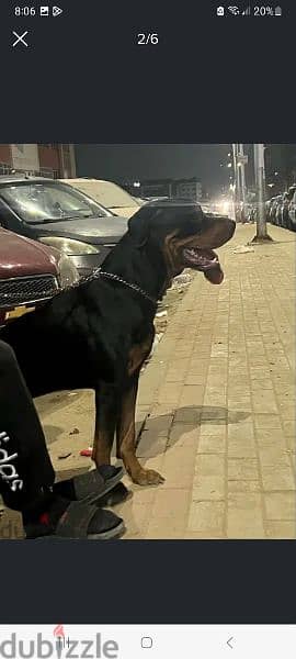 male Rottweiler for sale دكر روت ١١ شهر للبيع 1