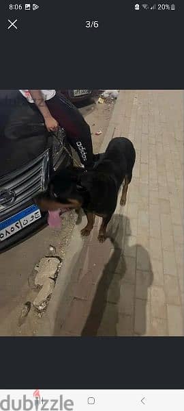 male Rottweiler for sale دكر روت ١١ شهر للبيع 2