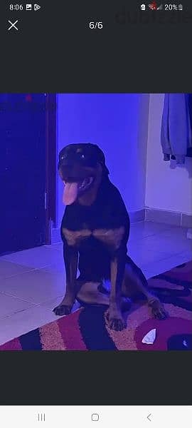 male Rottweiler for sale دكر روت ١١ شهر للبيع 4