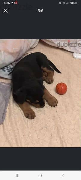 male Rottweiler for sale دكر روت ١١ شهر للبيع 5