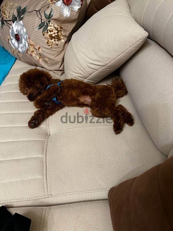 Toy Poodle 1