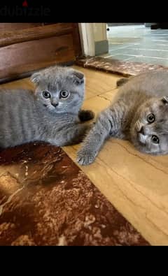 Scottish fold female