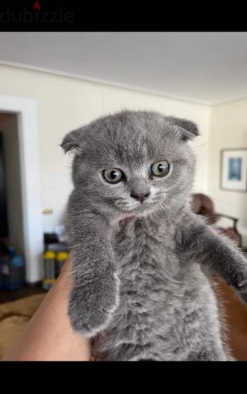 Scottish fold female 1