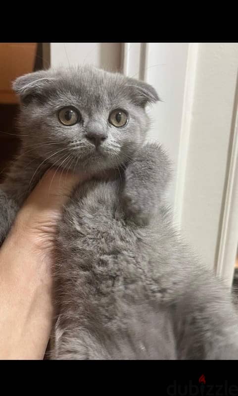 Scottish fold female 2