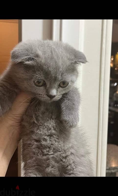 Scottish fold female 3