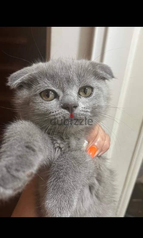 Scottish fold female 4