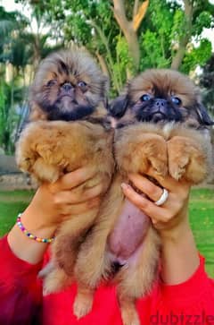 Male shihtzu Female shih tzu puppy جراوي شيتزو ولد بنت ذكر انثي بيور