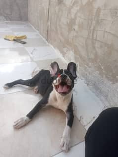 فرنش بلدوجfrench bulldog 0