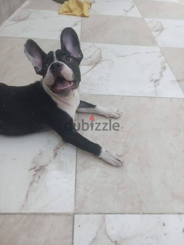 فرنش بلدوجfrench bulldog 1