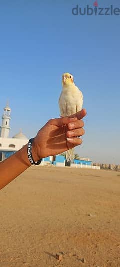 زكر لاتيني مدرب مدرب طيران حرر