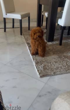 toy poodle