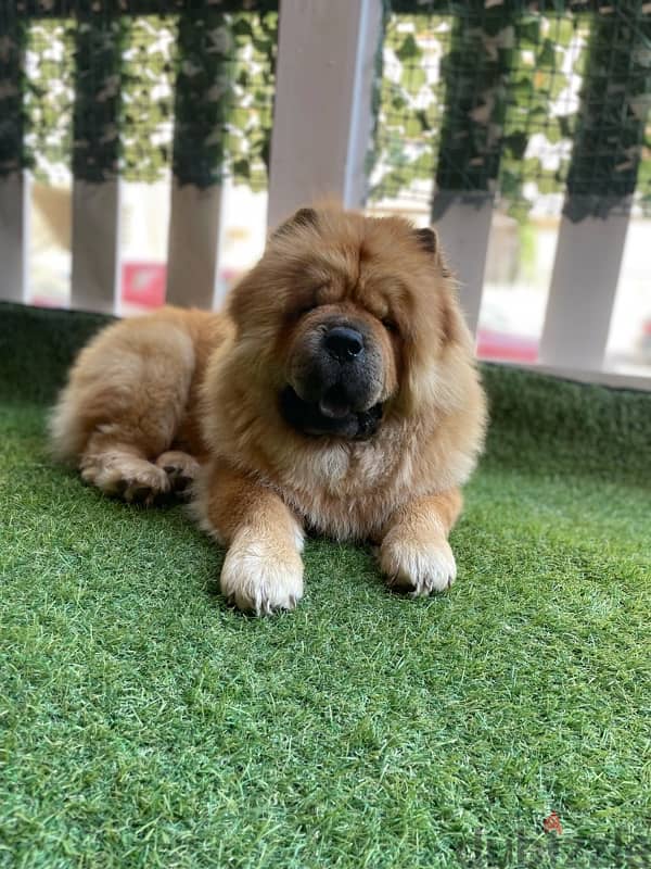 dog chow chow 1