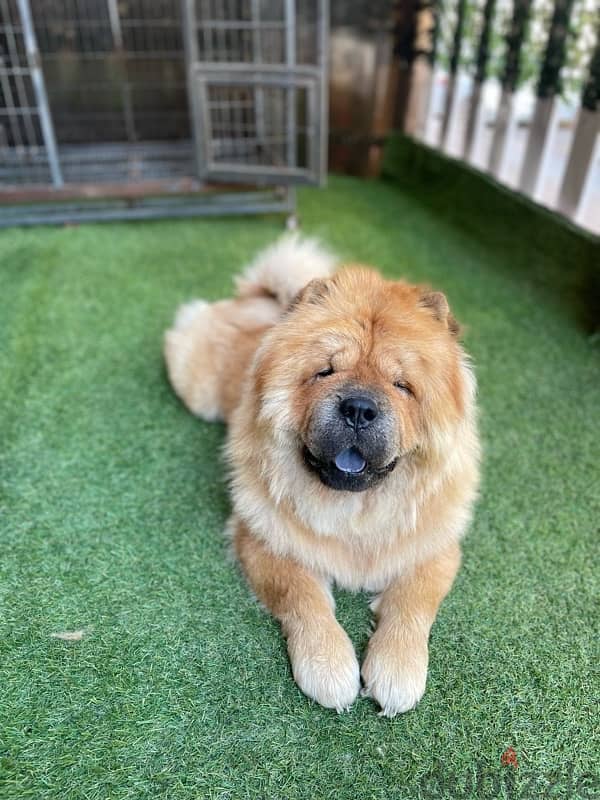 dog chow chow 2