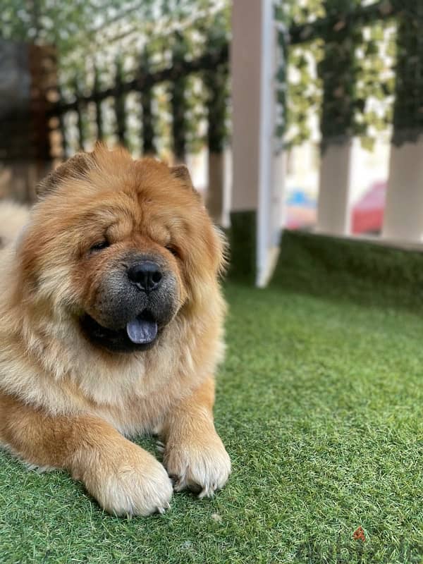 dog chow chow 3