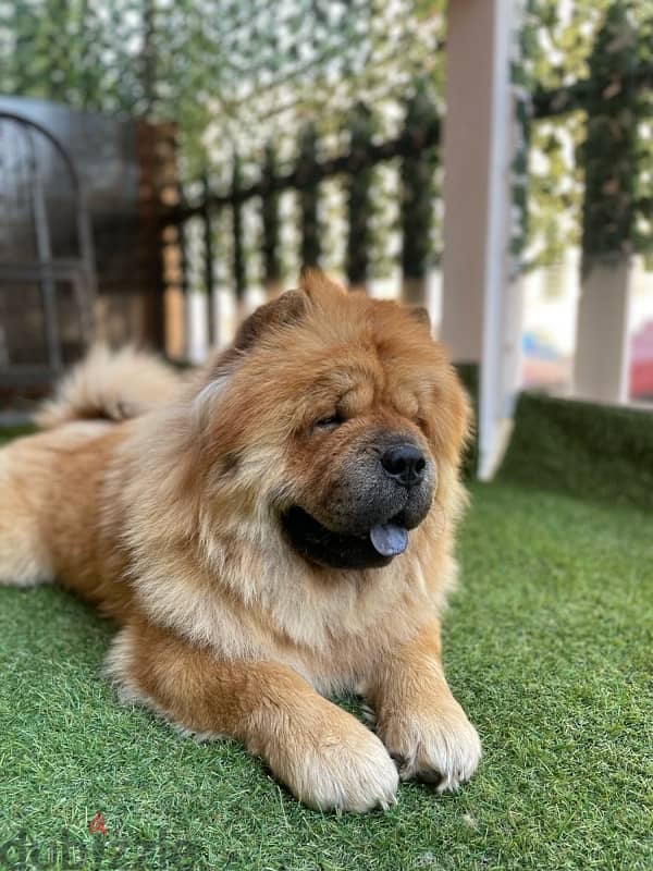 dog chow chow 4