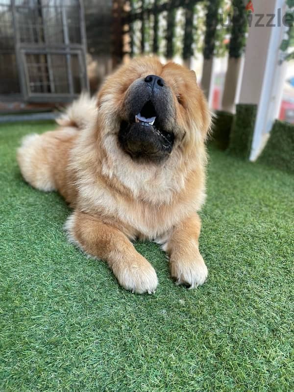 dog chow chow 5