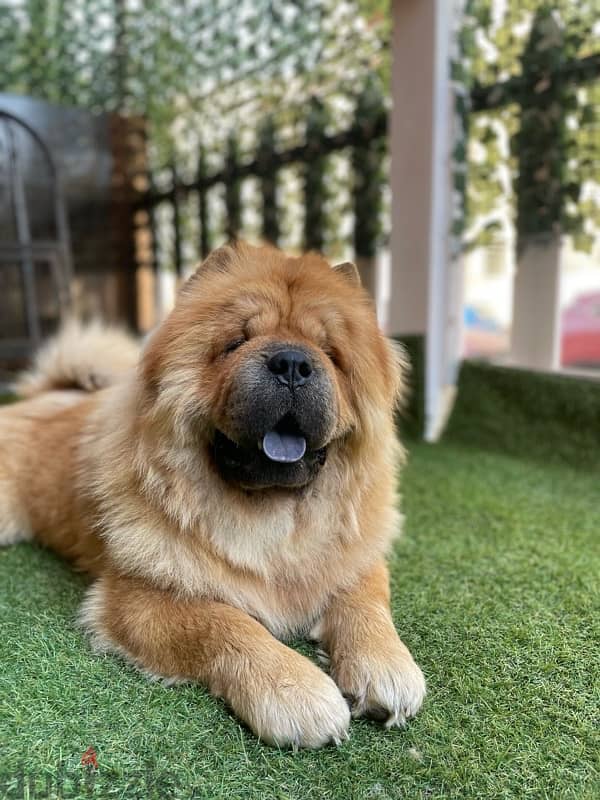 dog chow chow 6