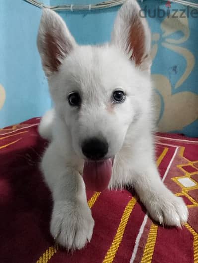 جروايه white Hasky